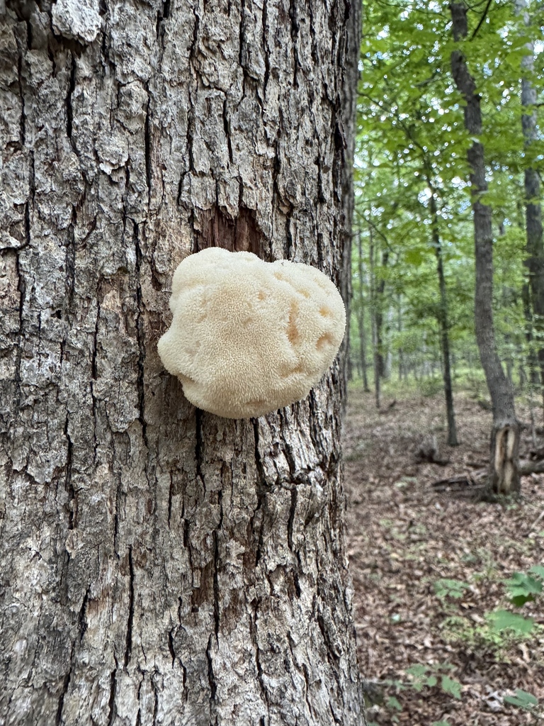lion's-mane mushroom · September 2026 · photo: Photo: (c) Jeff Clark, some rights reserved (CC BY) · iNaturalist
