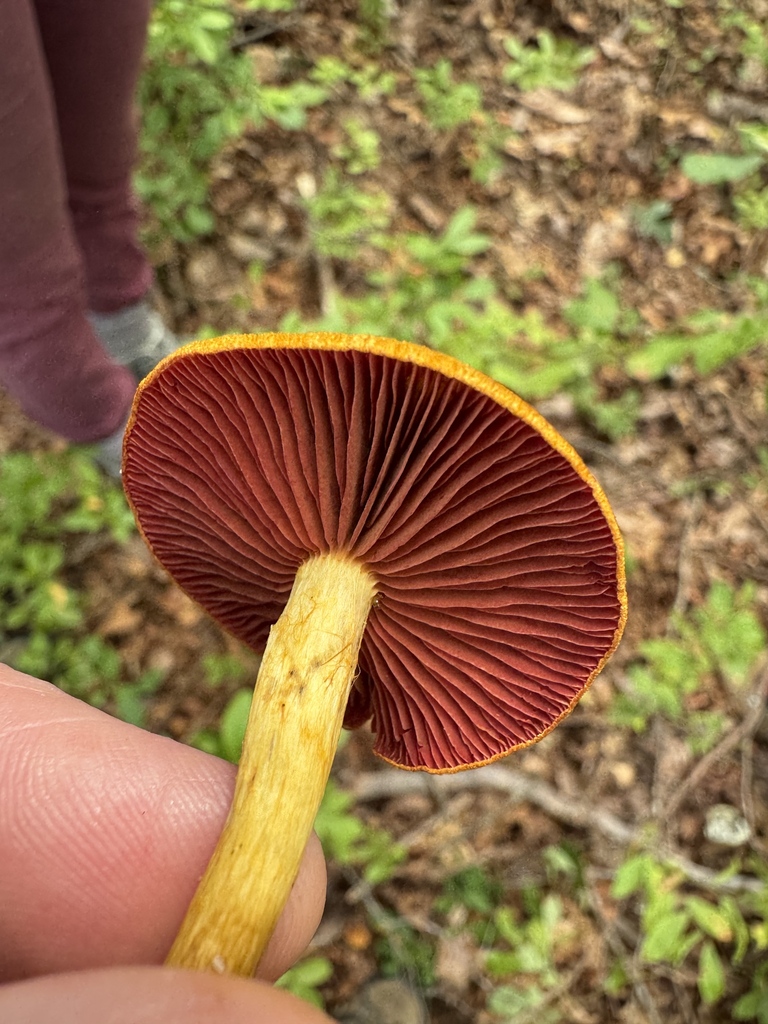 Surprise Webcap · September 2026 · photo: Photo: (c) Jeff Clark, some rights reserved (CC BY) · iNaturalist