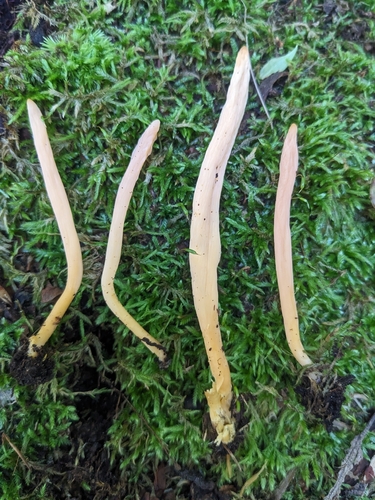 Appalachian Spindle