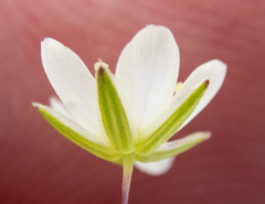 Sabulina californica
