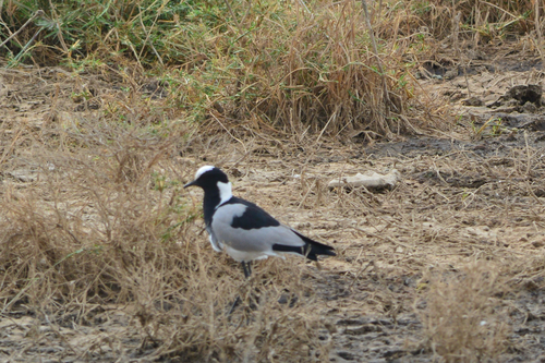 iNaturalist: (c) Rebeka, some rights reserved (CC BY-NC), uploaded by Rebeka iNaturalist image