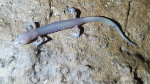 Eurycea braggi