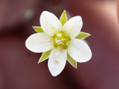 Sabulina californica