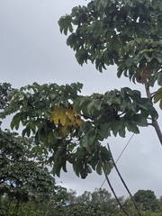Cecropia palmata