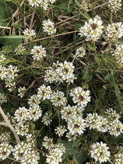 Cochlearia officinalis