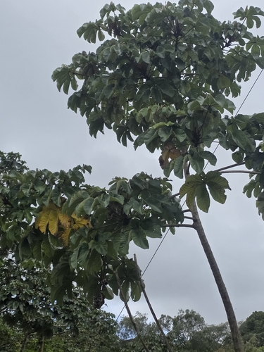 Cecropia palmata, photograph 2