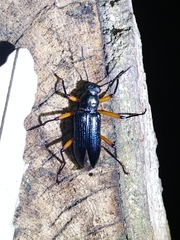 Strongylium erythrocephalum