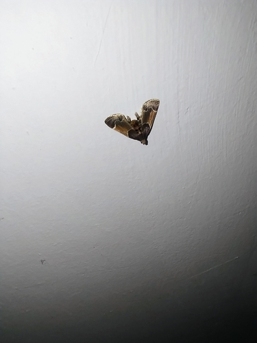Meal moth