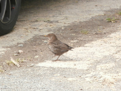 Turdus merula