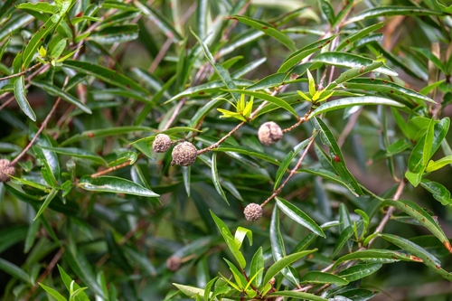 Cephalanthus salicifolius