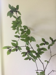 Calycanthus floridus