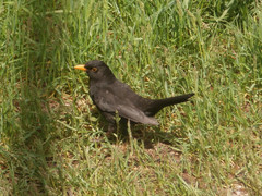 Turdus merula