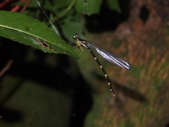Sinosticta ogatai