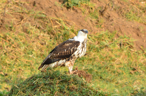 iNaturalist image