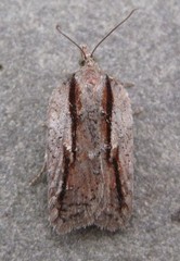 Acleris youngana