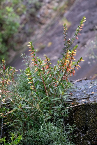 Cuphea micropetala