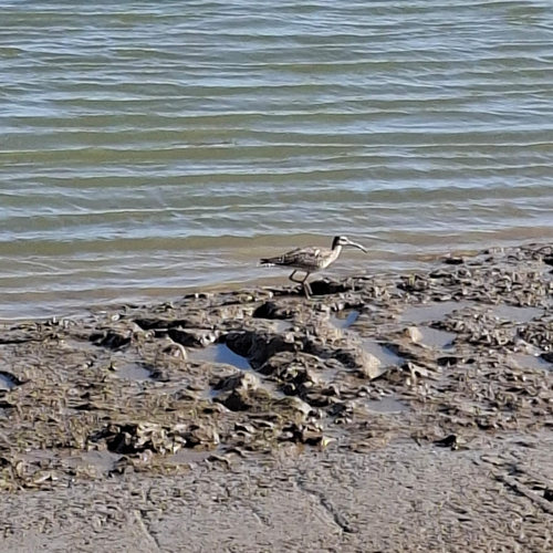 iNaturalist image