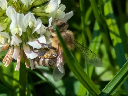 Western Honey Bee