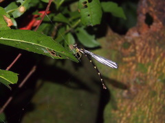 Sinosticta ogatai