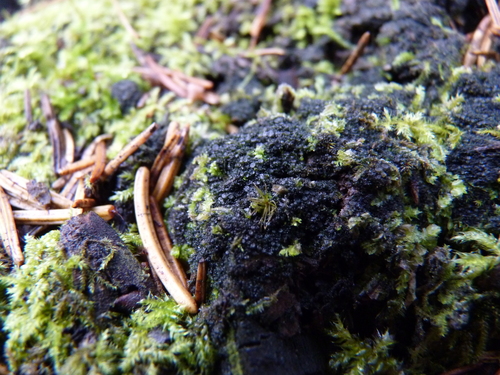 Appressed Jellyskin Lichen