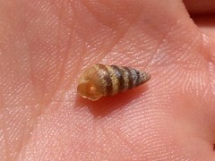 Cochlicella