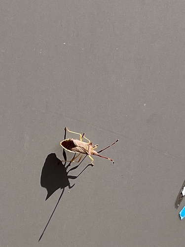 Box Bug