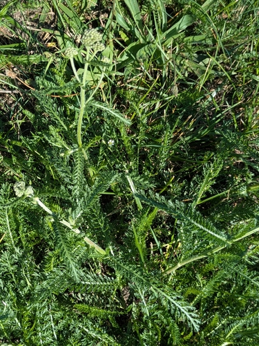 common yarrow