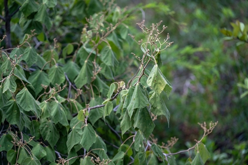 Heliocarpus terebinthinaceus, photograph 1