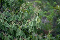 Heliocarpus terebinthinaceus, photograph (c) José Javier Barrios Flores, some rights reserved (CC BY)