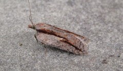 Acleris youngana