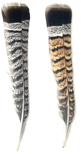 Ruffed Grouse