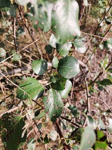 Wild Pear