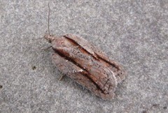 Acleris youngana