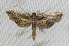 Hydriris ornatalis