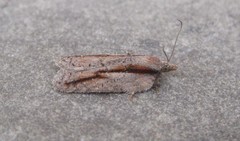 Acleris youngana