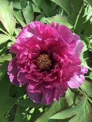 Paeonia × suffruticosa
