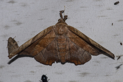 Episparis tortuosalis