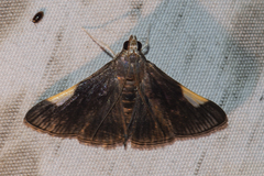 Peribona venosa