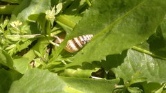 Cochlicella