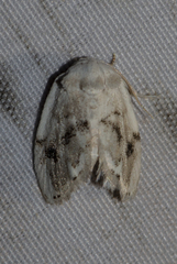 Niphopyralis