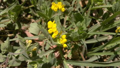 Lotus ornithopodioides