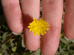 Crepis sancta