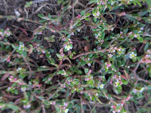 Prostrate Knotweed