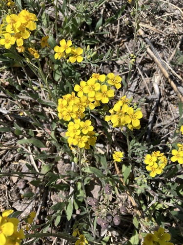 Fendler's bladderpod