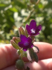 Anchusa