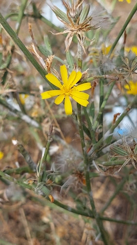 Rush Skeletonweed