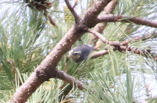 Corsican Nuthatch, Haute-Corse, Corse, FR, photo 8 of 10
