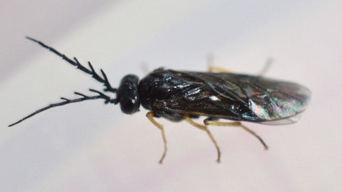 bristly rose sawfly