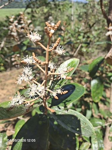 Miconia albicans