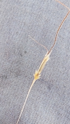 Chrysopogon gryllus, 2026-09-08